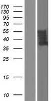 UBXN11 / SOC Protein - Western validation with an anti-DDK antibody * L: Control HEK293 lysate R: Over-expression lysate