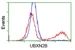 UBXN2B Antibody - HEK293T cells transfected with either overexpress plasmid (Red) or empty vector control plasmid (Blue) were immunostained by anti-UBXN2B antibody, and then analyzed by flow cytometry.