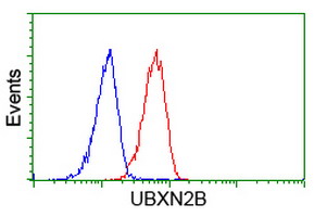 UBXN2B Antibody - Flow cytometry of HeLa cells, using anti-UBXN2B antibody (Red), compared to a nonspecific negative control antibody (Blue).