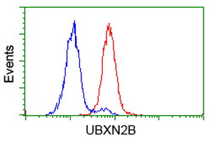 UBXN2B Antibody - Flow cytometry of HeLa cells, using anti-UBXN2B antibody (Red), compared to a nonspecific negative control antibody (Blue).