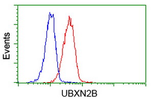 UBXN2B Antibody - Flow cytometry of Jurkat cells, using anti-UBXN2B antibody (Red), compared to a nonspecific negative control antibody (Blue).