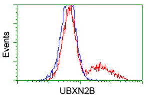 UBXN2B Antibody - HEK293T cells transfected with either overexpress plasmid (Red) or empty vector control plasmid (Blue) were immunostained by anti-UBXN2B antibody, and then analyzed by flow cytometry.