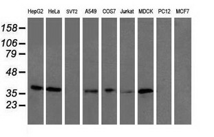 UBXN2B Antibody - Western blot of extracts (35ug) from 9 different cell lines by using anti-UBXN2B monoclonal antibody (HepG2: human; HeLa: human; SVT2: mouse; A549: human; COS7: monkey; Jurkat: human; MDCK: canine; PC12: rat; MCF7: human).