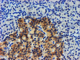 UBXN2B Antibody - IHC of paraffin-embedded Human pancreas tissue using anti-UBXN2B mouse monoclonal antibody.