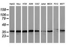UBXN2B Antibody - Western blot of extracts (35ug) from 9 different cell lines by using anti-UBXN2B monoclonal antibody.