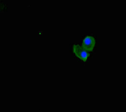 UBXN2B Antibody - Immunofluorescent analysis of HepG2 cells using UBXN2B Antibody at dilution of 1:100 and Alexa Fluor 488-congugated AffiniPure Goat Anti-Rabbit IgG(H+L)