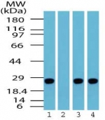 UCHL1 / PGP9.5 Antibody - Western blot of Uch-L1 in human brain lysate in the 1) absence and 2) presence of immunizing peptide, 3) mouse brain lysate and 4) rat brain lysate, using antibody at0.25 ug/ml.