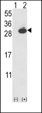 UCHL1 / PGP9.5 Antibody - Western blot of UCHL1 (arrow) using rabbit polyclonal UCHL1-V31. 293 cell lysates (2 ug/lane) either nontransfected (Lane 1) or transiently transfected with the UCHL1 gene (Lane 2) (Origene Technologies).