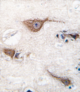 UCHL1 / PGP9.5 Antibody - Formalin-fixed and paraffin-embedded human brain tissue reacted with UCHL1 (Park5) antibody , which was peroxidase-conjugated to the secondary antibody, followed by DAB staining. This data demonstrates the use of this antibody for immunohistochemistry; clinical relevance has not been evaluated.