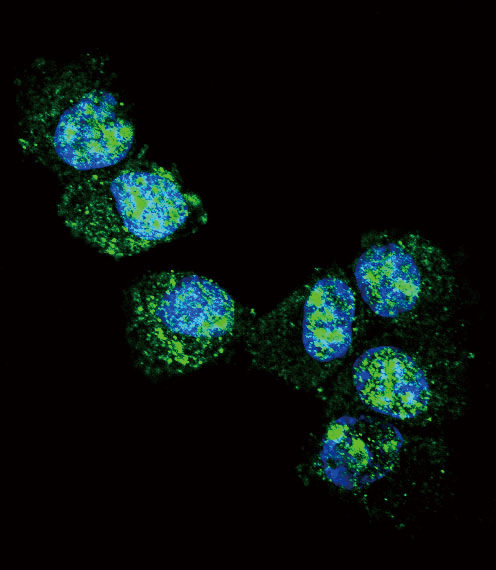 UCHL1 / PGP9.5 Antibody - Confocal immunofluorescence of UCHL1 Antibody with NCI-H460 cell followed by Alexa Fluor 488-conjugated goat anti-rabbit lgG (green). DAPI was used to stain the cell nuclear (blue).