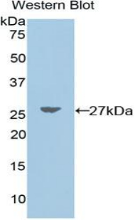 UCHL1 / PGP9.5 Antibody - Western blot of recombinant UCHL1 / PGP9.5.  This image was taken for the unconjugated form of this product. Other forms have not been tested.
