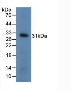 UCHL1 / PGP9.5 Antibody - Western Blot; Sample: Recombinant UCHL1, Mouse.