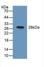 UCHL1 / PGP9.5 Antibody - Western Blot; Sample: Recombinant UCHL1, Human.