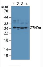 UCHL1 / PGP9.5 Antibody - Western Blot; Sample: Lane1: Mouse Brain Tissue; Lane2: Porcine Brain Tissue; Lane3: Human U-87MG Cells; Lane4: Human A549 Cells.