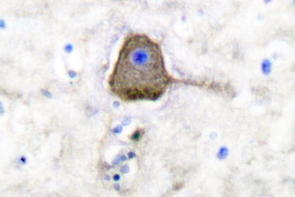 UCHL1 / PGP9.5 Antibody - IHC of PGP9.5 (R202) pAb in paraffin-embedded human brain tissue.