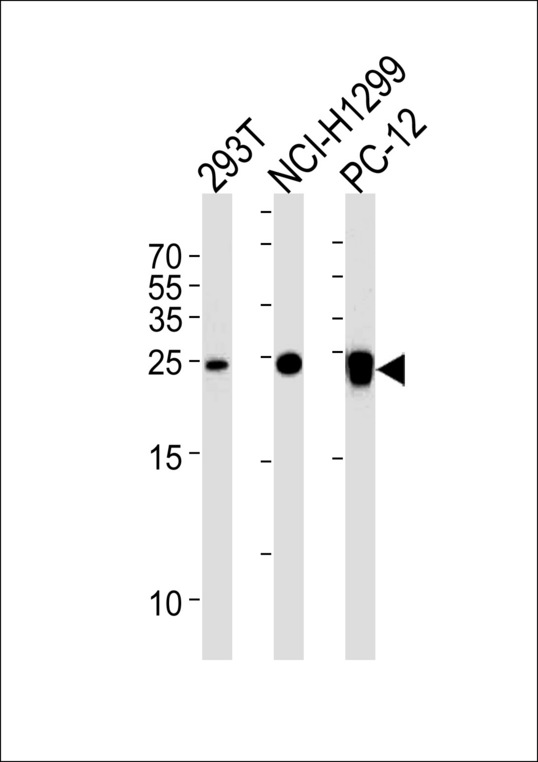 UCHL1 / PGP9.5 Antibody - UCHL1 Antibody western blot of 293T,NCI-H1299,rat PC-12 cell line lysates (35 ug/lane). The UCHL1 antibody detected the UCHL1 protein (arrow).