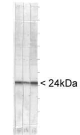 UCHL1 / PGP9.5 Antibody - Blots of whole cell homogenate of bovine brain stained with UCHL1 / PGP9.5 antibody (right most lane) and two other monoclonal antibodies reactive with UCHL1 (left and central lane). All three antibodies show a single clean band running at about 24kDa.