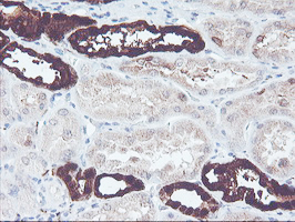 UCHL1 / PGP9.5 Antibody - IHC of paraffin-embedded Human Kidney tissue using anti-UCHL1 mouse monoclonal antibody. (Heat-induced epitope retrieval by 10mM citric buffer, pH6.0, 100C for 10min).