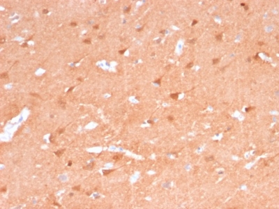 UCHL1 / PGP9.5 Antibody - Formalin-fixed, paraffin-embedded Human Brain stained with Pgp9.5 Mouse Recombinant Monoclonal Antibody (rUCHL1/775).