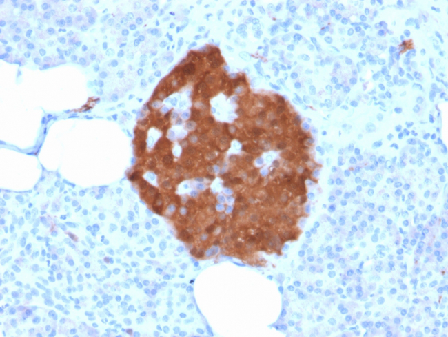 UCHL1 / PGP9.5 Antibody - Formalin-fixed, paraffin-embedded Human Pancreas stained with Pgp9.5 Mouse Recombinant Monoclonal Antibody (rUCHL1/775).