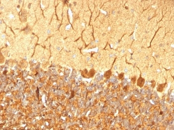UCHL1 / PGP9.5 Antibody - Formalin-fixed, paraffin-embedded rat cerebellum stained with anti-PGP9.5 antibody (SPM574).  This image was taken for the unmodified form of this product. Other forms have not been tested.