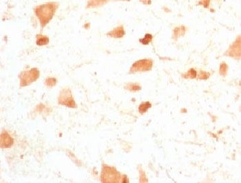 UCHL1 / PGP9.5 Antibody - IHC testing of FFPE rat cerebellum with PGP9.5 antibody (clone UBCE-L1).  This image was taken for the unmodified form of this product. Other forms have not been tested.