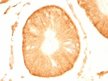 UCHL1 / PGP9.5 Antibody - Formalin-fixed, paraffin-embedded rat testis stained with PGP 9.5 antibody (UCHL1/775).  This image was taken for the unmodified form of this product. Other forms have not been tested.
