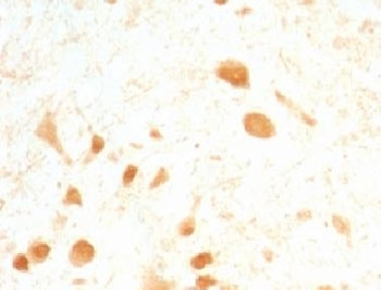 UCHL1 / PGP9.5 Antibody - Formalin-fixed, paraffin-embedded rat cerebellum stained with PGP 9.5 antibody (UCHL1/775).  This image was taken for the unmodified form of this product. Other forms have not been tested.