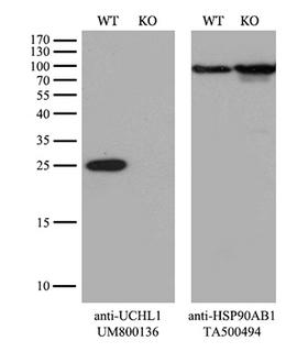 UCHL1 / PGP9.5 Antibody - Equivalent amounts of cell lysates  and UCHL1-Knockout 293T cells  were separated by SDS-PAGE and immunoblotted with anti-UCHL1 monoclonal antibodyThen the blotted membrane was stripped and reprobed with anti-HSP90AB1 antibody  as a loading control. (1:500)