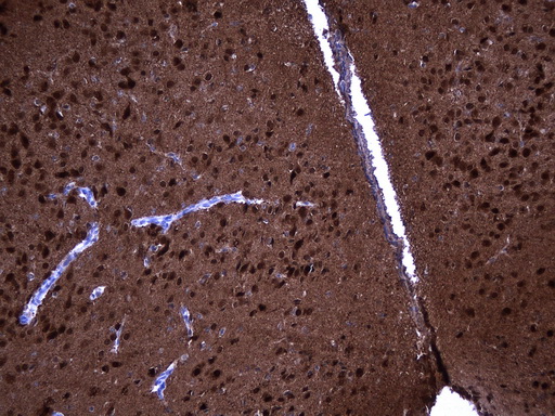 UCHL1 / PGP9.5 Antibody - Immunohistochemical staining of paraffin-embedded mouse cerebrum tissue within the normal limits using anti-UCHL1. (PGP9.5) mouse monoclonal antibody. (Heat-induced epitope retrieval by 1mM EDTA in 10mM Tris buffer. (pH8.5) at 120 oC for 3 min. (1:600)