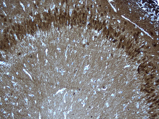 UCHL1 / PGP9.5 Antibody - Immunohistochemical staining of paraffin-embedded rat cerebrum tissue within the normal limits using anti-UCHL1. (PGP9.5) mouse monoclonal antibody. (Heat-induced epitope retrieval by 1mM EDTA in 10mM Tris buffer. (pH8.5) at 120 oC for 3 min. (1:150)(1:600)