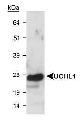UCHL1 / PGP9.5 Antibody - Detection of UCHL1 in mouse brain lysate. ECL detection, 60 seconds.  This image was taken for the unconjugated form of this product. Other forms have not been tested.