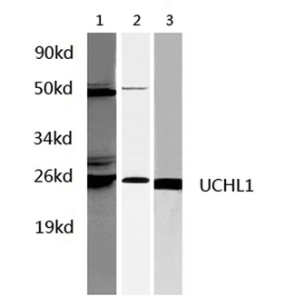 UCHL1 / PGP9.5 Antibody - Western blot of UCHL1 pAb in extracts from HepG2, Rat liver and mouse brain tissues.