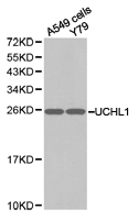 UCHL1 / PGP9.5 Antibody - Western blot of extracts of various cell lines, using UCHL1 antibody.
