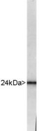 UCHL1 / PGP9.5 Antibody - Blot of whole bovine brain extract stained with UCHL1 / PGP9.5 antibody showing a strong and clean band at about 24kDa.