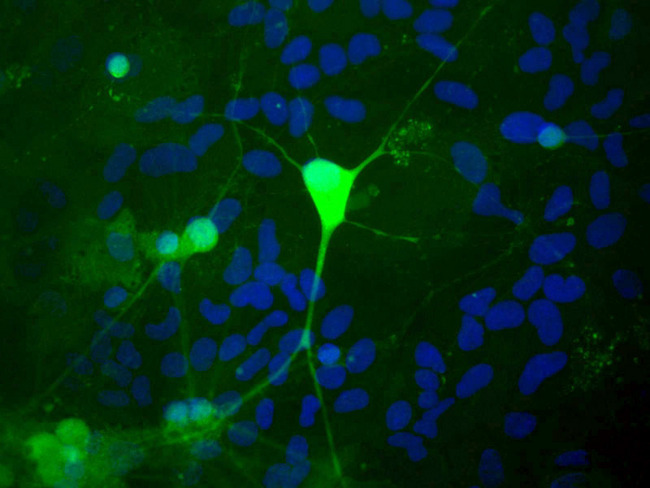 UCHL1 / PGP9.5 Antibody - Shows rat mixed neuron/glial cultures stained with Rabbit UCHL1 (green). Blue is a DNA stain. Note that the UCHL1 stains neurons strongly and specifically, and that the staining is concentrated in the cell bodies, though some does extend into the dendrites also. Surrounding glial cells are not stained with this antibody, though many are present as visualized using the DNA stain.