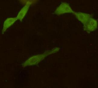 UCHL1 / PGP9.5 Antibody - Immunocytochemistry stain of COS7 using UCHL1 / PGP9.5 mouse monoclonal antibody (1:300).
