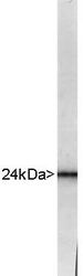 UCHL1 / PGP9.5 Antibody - UCHL1 Antibody - Blot of whole bovine brain extract stained with RPCA-UCHL1 showing a strong and clean band at about 24kDa.