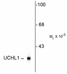 UCHL1 / PGP9.5 Antibody - Western blot of rat hippocampal homogenate showing specific immunolabeling of the ~24k UCHL1 protein.