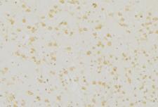 UCHL1 / PGP9.5 Antibody - 1:100 staining mouse brain tissue by IHC-P. The sample was formaldehyde fixed and a heat mediated antigen retrieval step in citrate buffer was performed. The sample was then blocked and incubated with the antibody for 1.5 hours at 22°C. An HRP conjugated goat anti-rabbit antibody was used as the secondary.