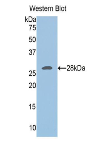 UCHL3 Antibody - Western blot of recombinant UCHL3.  This image was taken for the unconjugated form of this product. Other forms have not been tested.