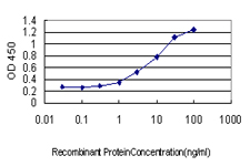 UCHL3 Antibody - Detection limit for recombinant GST tagged UCHL3 is approximately 0.03 ng/ml as a capture antibody.