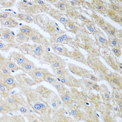 UCHL3 Antibody - Immunohistochemistry of paraffin-embedded human liver tissue.