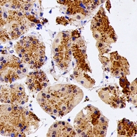 UCHL3 Antibody - Immunohistochemical analysis of UCH-L3 staining in human stomach formalin fixed paraffin embedded tissue section. The section was pre-treated using heat mediated antigen retrieval with sodium citrate buffer (pH 6.0). The section was then incubated with the antibody at room temperature and detected using an HRP conjugated compact polymer system. DAB was used as the chromogen. The section was then counterstained with hematoxylin and mounted with DPX.