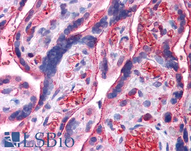 UCHL3 Antibody - Anti-UCHL3 antibody IHC of human placenta. Immunohistochemistry of formalin-fixed, paraffin-embedded tissue after heat-induced antigen retrieval. Antibody concentration 5 ug/ml.  This image was taken for the unconjugated form of this product. Other forms have not been tested.