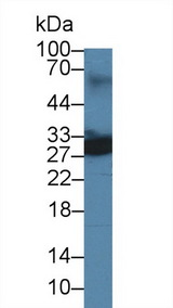 Uchl4 Antibody - Western Blot; Sample: Mouse Lung lysate; Primary Ab: 3µg/ml Rabbit Anti-Mouse UCHL4 Antibody Second Ab: 0.2µg/mL HRP-Linked Caprine Anti-Rabbit IgG Polyclonal Antibody