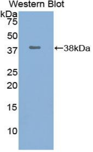 UCHL5 / UCH37 Antibody - Western blot of recombinant UCHL5 / UCH37.  This image was taken for the unconjugated form of this product. Other forms have not been tested.