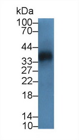 UCHL5 / UCH37 Antibody - Western Blot; Sample: Mouse Cerebrum lysate; Primary Ab: 2µg/mL Rabbit Anti-Human UCHL5 Antibody Second Ab: 0.2µg/mL HRP-Linked Caprine Anti-Rabbit IgG Polyclonal Antibody