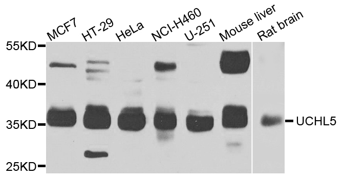 UCHL5 / UCH37 Antibody - Western blot analysis of extracts of various cells.