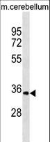 UCK1 Antibody - UCK1 Antibody western blot of mouse cerebellum tissue lysates (35 ug/lane). The UCK1 Antibody detected the UCK1 protein (arrow).